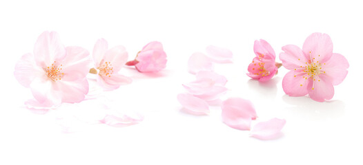 桜 花びら ピンク 白 春 背景 セット