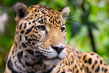 Fototapeta na wymiar Jaguar close up portrait 