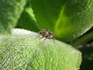 Female wolf spider (Pardosa sp.) sitting on a bright green leaf of young lamb's ear plant
