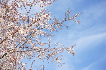 Beautiful blossoming tree on spring day, closeup