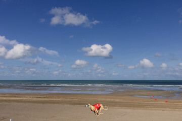 Fototapeta na wymiar Image of a Whippet dog running on a beach with blue sky in background