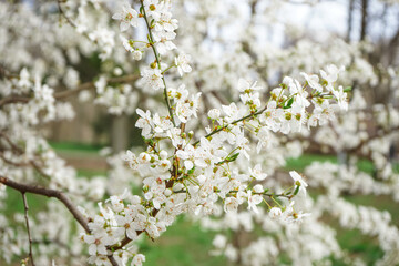Beautiful blossoming branches outdoors, closeup