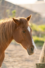 Obraz premium Beautiful chestnut horse with beautiful soft light 