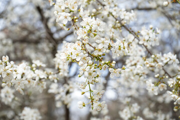 Beautiful blossoming branches outdoors, closeup