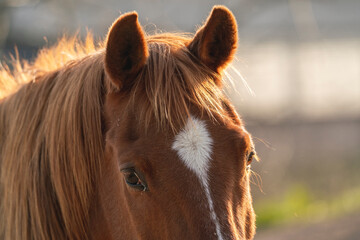 Beautiful chestnut horse with beautiful soft light 