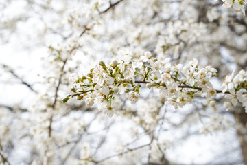 Beautiful blossoming branches outdoors, closeup
