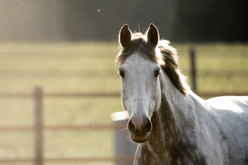 Grey sport horse in the pasture with beautiful back light