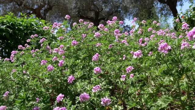 Close up video pink flower in garden. Sring season. Panning 4K
