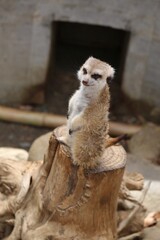 ミーアキャット