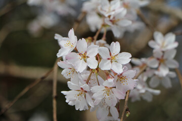 春の晴れた日の桜