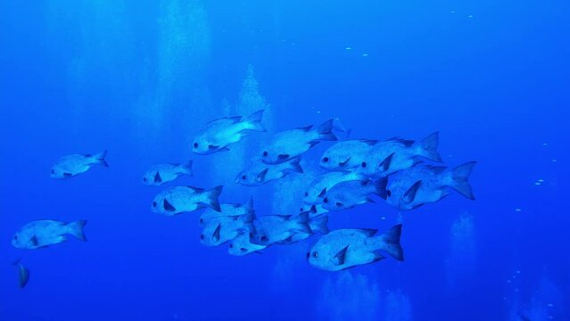 Lethrinus or emperor breams at the bottom of the Red sea in Egypt, travel concept