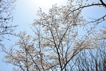 太陽の光がのぞく満開の桜