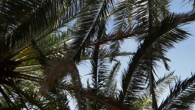 Low view palm leaves moved by the wind in a sunny day. Panning 4K