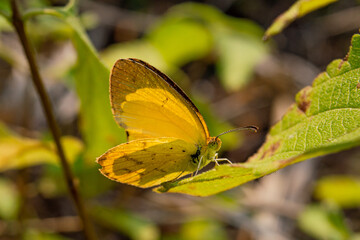 Yellow winged butterfly in Kenya