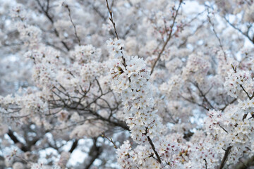 満開（ソメイヨシノ）