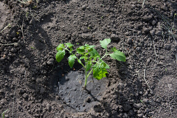 Seedlings of tomato plant growing in garden. young sprout tomato planted in open ground. Spring farming. Growing organic vegetables in kitchen garden.