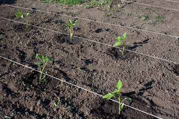 Seedlings of sweet pepper growing in garden. young sprout peppers planted in open ground. Spring farming. Growing organic vegetables in kitchen garden.
