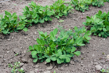 Peanut plant bushes growing in garden. Cultivation of groundnuts in open ground in temperate continental climate. Organic monkey nut sprout. Summer. Agriculture