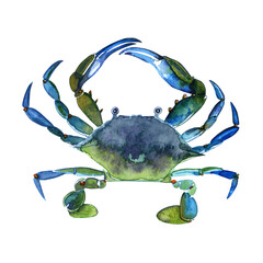 Hand drawn watercolor blue crab illustration in marine style. Hand painted isolated on white background. For design, prints.
