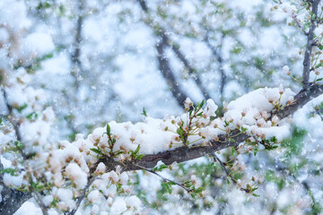 White cherry plum flowers under snowfall, delicate petals are covered with snow. Cold snap in spring, snow in April