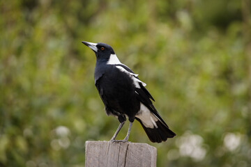 Australian Magpie