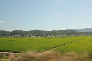 Green rice field with motion