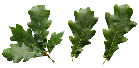 Green oak leaves isolated on transparent background without shadow png - obrazy, fototapety, plakaty