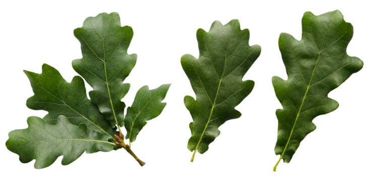 Green oak leaves isolated on transparent background without shadow png