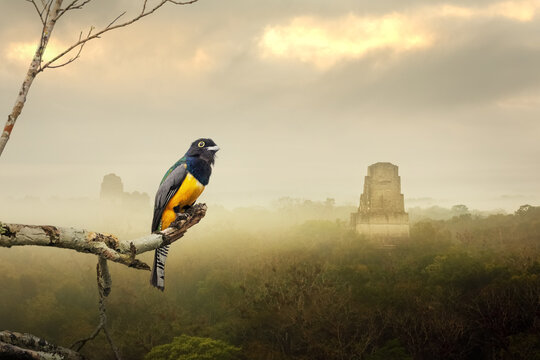 Veilchentrogon, Violaceous Trogon (Trogon violaceus sallaei), im Hintergrund die Tempel 1, 2 und 3, Blick von Tempel 4,Tikal Nationalpark, Guatemala