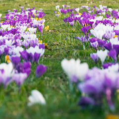 Vibrant Spring Field of Purple and White Crocuses
