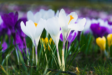 Vibrant Spring Field of Purple and White Crocuses