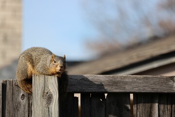 Close-up shot of a beautiful fox squirrel sitting on a wooden fence in the daylight - Powered by Adobe