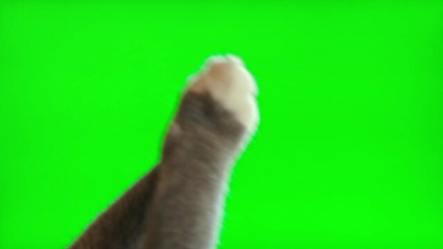 Cat paws clapping, touching clicking. Chromakey green screen. Gray tabby cat using phone. Close up Footage. Using for smartphone, tablet pc, touch screen device. Applauding Gestures. Sign of greeting.