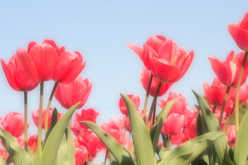 春のチューリップ畑のアップ無料フリー画像