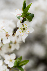 White Cherry Blossoms in Bloom