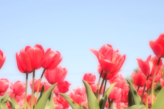 春のチューリップ畑のアップ無料フリー画像