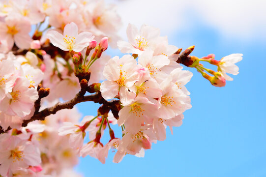 新春の青空と満開の桜フリー無料画像素材