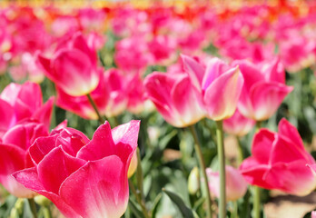 春のチューリップ畑のアップ無料フリー画像