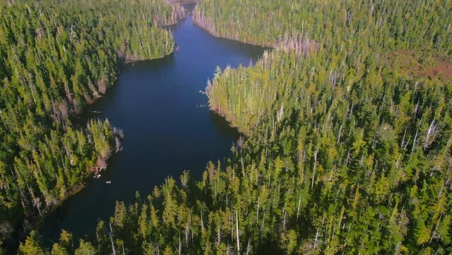 Bird's eye view of green forests on Vancouver Island in British Columbia, Canada