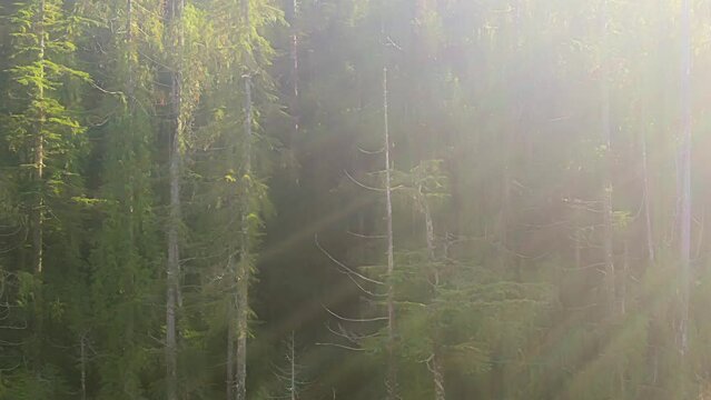 Bird's eye view of green forests on Vancouver Island in British Columbia, Canada on a sunny day