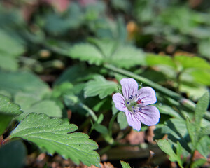 Close up of a pink flower