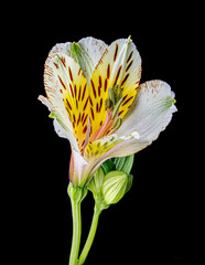Single White Alstroemeria or Peruvian Lily in Darjeeling, India on black background. A close up photo.