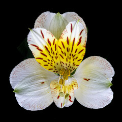 Fototapeta na wymiar Single White Alstroemeria or Peruvian Lily in Darjeeling, India on black background. A close up photo.