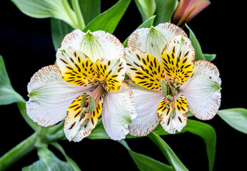 White Alstroemeria or Peruvian Lily in Darjeeling, India on black background. A close up photo.