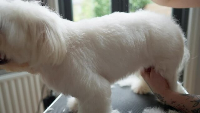 Haircut of a cute dog. white maltese, close up. prores 422, 4K