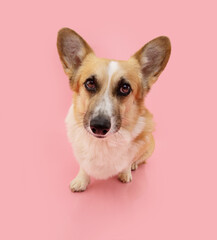 Portrait welsh corgi pembroke dog looking  at camera  with sad expression face. Isolated on pink...