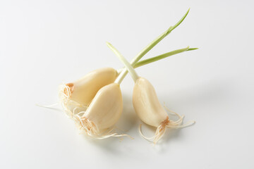 発芽ニンニク　白背景