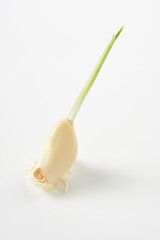 発芽ニンニク　白背景