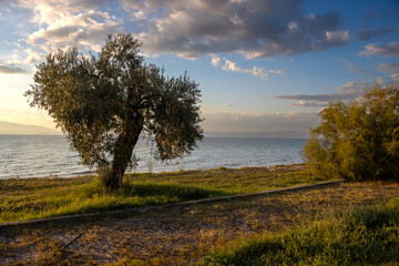 Fototapeta na wymiar Olive tree at the coast and sunset, Greece