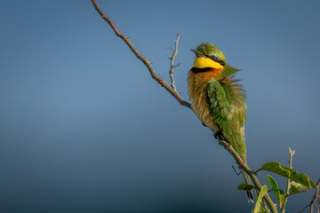 Little bee-eater with ruffled feathers on branch